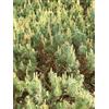 Generisch Montagna Pino Pinus Mugo Humpy compatto, 10-15 cm, resistente all'inverno