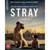 Dogwoof Stray (Blu-ray) Zeytin Nazar Kartal