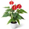 Quancru 42cm Realistico Fiore Artificiale di Anthurium Simulato Andraeanum Pianta Pot Decorazione Centrotavola Tavolo da Pranzo Bonsai Fotografia