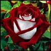 Vnuhgzs Rosa rara/Rosa ibrida Rizoma/Rizoma/Resistente/Giardino/Facile da curare/Decorazione per esterni-2 Rizoma-J