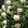 Rose Barni Madame Alfred Carrier, rosa rampicante antica Rose Barni®, di gran pregio, vigorosa, rifiorente, fiori grandi doppi a rosetta bianchi, leggermente rosati, profumo intenso. h. fino 5 metri, cod.14035