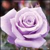 Vnuhgzs Rosa rara/Rosa ibrida Rizoma/Rizoma/Resistente/Giardino/Facile da curare/Decorazione per esterni-1 Rizoma-H