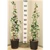 POWERS TO FLOWERS - GELSOMINO RAMPICANTE, RINCOSPERMUM, Vaso 18cm, Altezza 100cm, 2 PIANTE, piante vere