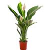GardenersDream Spathiphyllum, gigante pianta d'appartamento, purifica l'aria in casa.