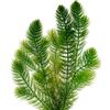vdvelde.com - Ceratofillo Ceratophyllum demersum 2 L, ossigenante | Acquatica senza radici per acqua limpida, rustica, adatta a koi e pesci rossi, da 20 cm