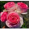 Vnuhgzs Rosa rara/Rosa ibrida Rizoma/Rizoma/Resistente/Giardino/Facile da curare/Decorazione per esterni-1 Rizoma-I