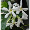 Vivaio di Castelletto 3 piante di Falso Gelsomino Rhyncospermum jasminoides in vaso bio ø8 cm Vivaio di Castelletto