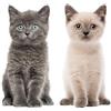younikat Set immagini per finestre cucciolo di gatto I realistico grande I stampato su entrambi i lati I adesivi per finestre I adesivi statici I protezione uccelli I autoadesivi rimovibili I dv978