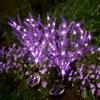 NONE 1/2 Pezzi Luci Solari a Stringa a Forma di Lavanda, 7 Teste Floreali Viola, Luci LED per Esterni, Giardino, Patio, Vialetto, Matrimoni, Feste, Decorazioni per le Feste