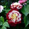 Vnuhgzs Rosa rara/Rosa ibrida Rizoma/Rizoma/Resistente/Giardino/Facile da curare/Decorazione per esterni-1 Rizoma-B