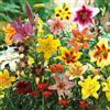DUTCH BULBS EXCLUSIVE PLANTS FROM HOLLAN Bulbi Fiori Perenni da Esterno - 50 Bulbi di Gigli Estivi - Super Collezione (minimo 20 varietà) - Piante e Fiori Esclusivi dall'Olanda - per giardino e vaso (non semi, non artificiali)