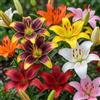 DUTCH BULBS EXCLUSIVE PLANTS FROM HOLLAN Bulbi Fiori Perenni da Esterno - 15 Bulbi di Giglio Asiatico Collezione Sogno di Primavera - 5 Varietà e Colori - Piante e Fiori Esclusivi dall'Olanda - per giardino e vaso (non semi, non artificiali)