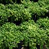 Generic pisello pendente autunnali, Senecio Rowleyanus parete verde sul balcone rampicanti resistenti rampicanti rare succulente bonsai 50semi