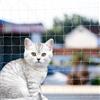 agctrler 3x10m Rete per Gatti, Rete Invisibile Protezione Balcone per Gatti, Resistente ai Morsi, Ai Raggi UV e alle Intemperie, per Balconi, Scale, Terrazzee e Finestre
