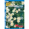 Semi fiori Margheritina pratolina