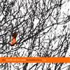 Death Cab for Cutie The Forbidden Love EP (CD) EP