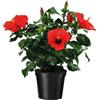 Plant in a Box - Ibisco cinese - Hibiscus rosa-sinensis - Altezza 40-50cm - ø17cm - Pianta d'appartamento da fiore - Rosso