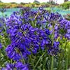 le Georgiche Vivai le Georgiche - Pianta vera di Agapanthus africanus Midnight Sky Agapanto 'Dwaghyb01' Agapanto, Giglio africano 'Midnight Sky' - vaso Ø 14 cm