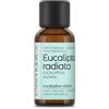 ESSENCIALES Olio Essenziale di Eucalipto radiata 30 ml - 100% Puro e Naturale - Aroma fresco e balsamico per Diffusore e Aromaterapia
