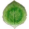 Costa Nova Piatto Riviera: Piatto in Gres Fine con Forma a Foglia di Ortensia e Smaltatura Craquelé Verde, Rifinito a Mano, Impilabile, Lavabile in Lavastoviglie, Adatto al Microonde, 21,8 x 19,1 cm
