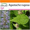 SAFLAX - Garden in the Bag - Menta coreana - 1200 semi - Agastache rugosa