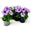 POWERS TO FLOWERS - CALIBRACHOA, PETUNIA, POTUNIA, SURFINIA AZZURRA, 6 PIANTE, piante vere