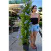 POWERS TO FLOWERS - PLUMBAGO COLONNA 165CM, OFFERTA ULTIMI 10 PEZZI, piante vere