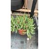 Vivaio Garden Forest Crassula Hottentot Vaso 14 cm | Pianta Grassa, Ricadente, Succulenta, Ornamentale