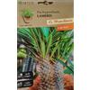 Generico Piante Grasse Miste, Collezione Cactus Hortus Le Straordinarie, Semi (SEMI PACHYPODIUM LAMEREI CACTUS)
