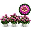 POWERS TO FLOWERS - LANTANA CAMARA ROSA INTENSO, 3 PIANTE, VASO 14CM, piante vere