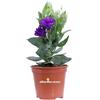 eGarden.store - Pianta vera di Lisianthus o Eustoma vari colori - Altezza 25 cm Diametro vaso: 14 cm - Pianta dai fiori eleganti e colorati, facile da curare e da coltivare all'esterno (Viola)