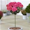 GardenersDream Albero da Patio Ortensia Dark Angel | Piante Resistenti da Esterno per Giardino | Coltiva i Tuoi Alberi da Fiore | Piante di Ortensia Pronte per il Giardino in Vaso (70-80cm Incl. Vaso)