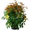 Plantì NANDINA DOMESTICA. Arbusto, Pianta Sempreverde da Esterno con Vaso da 19cm-Piante vere da Esterno, Giardino e Terrazzo. 6 mesi di Concimazione. Idea Regalo Pianta da Esterno (Fire Power)