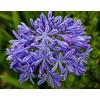 Flora Import 5 X Agapanthus Africanus - Agapanto blu - Calibro Superiore (5)
