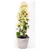 POWERS TO FLOWERS - BOUGAINVILLEA, BUGANVILLEA BIANCO/ROSA IN CESTO VIMINI, pianta vera