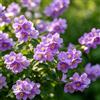 Generico 200+ Gelsomino rampicante viola - rampicante perenne per tralicci, terrazze, come da appartamento o da giardino - Attira gli impollinatori, sempreverde nei climi caldi - Senza OGM