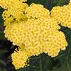 GardenersDream Achillea Sunny Seduction Piante da Giardino Pronte per Esterni Pianta Perenne in Vaso