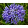Flora Import 3 X Agapanthus Africanus - Agapanto blu - Calibro Superiore (3)