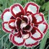 XCMBNHY Rose del deserto, cipolle, rose del deserto, rose, rose, rose, rosette del deserto, rose, rosette del deserto, rose del deserto, rose, rose, rizomi-1cipolle