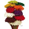 Artipistilos Botao Preservato 25g X 45cm Radice di Fiori Vellutati