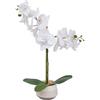 NONE Immagini di orchidee trasparenti di fabbrica con vaso in ceramica, altezza 52 cm