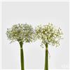 EDG Enzo De Gasperi Gypsophila Chic 8 Pz H 32 Cm Bianco e Blu - Fiori Artificiali Decorativi Assortiti Design Elegante 1 Pz