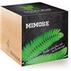 Feel Green Ecocube Mimosa, Foglie a portata di mano, Idea regalo sostenibile (100% Eco Friendly), Gr