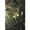 eGarden.store Pianta di Ulivo Albero di Olivo varietà Ascolana Età 2 anni Pianta da esterno di Ulivo o Olea Europea Pianta vera da mangiare di Ulivo o Olivo venduta da eGarden.store