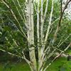 le Georgiche Vivai le Georgiche - Pianta vera di Betula utilis Doorenbos Betula utilis subsp. jacquemontii 'Snow Queen' Betulla himalayana 'Doorenbos' - altezza alla vendita 160-180 cm
