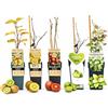 POWERS TO FLOWERS - SET DI 5 PIANTE DI KIWI - HAYWARD, KIWI GIQLLO, KIWI ROSSO KENS RED, ISSAI E BUNTBLÄTTRIGE KIWI, piante vere