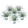 Bloomique - Set di 6 Piante di Festuca Glauca Compacta Blue - Erba Azzurra Ornamentale da Giardino - Erba delle Pecore - Resistente al Freddo - Altezza 20-30 cm - Vaso 10,5 cm