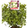 eGarden.store Pianta vera di Ortensia Hydrangea Paniculata Limelight diverse grandezze fiori verde-lime cespuglio ornamenta da esterno venduto da eGarden.store (Vaso 40 cm)