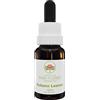 Australian Bush Flower Essences Autumn Leaves 15ml