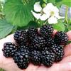 Vivaio di Castelletto 3 piante di Mora More senza spine Rubus fruticosus frutti di bosco pianta in vaso 7x7 cm Vivaio di Castelletto